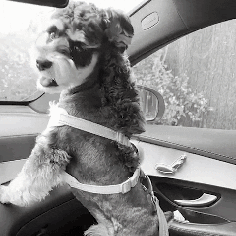 🐕🦺Asiento de seguridad para mascotas🪑